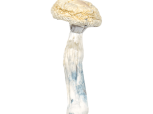 Albino Penis Envy Magic Mushrooms