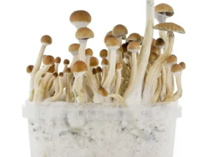B+ Magic mushrooms grow kit GetMagic