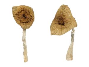 Blue Magnolia Rust Magic Mushrooms For Sale