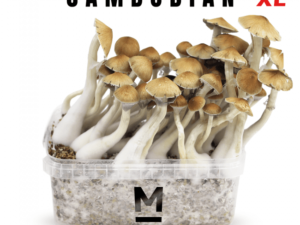 Mondo® Magic Mushroom Grow Kit Cambodia XL
