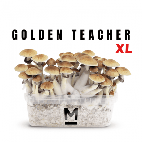 Grow Kit Golden Teacher XL Magic Mushroom