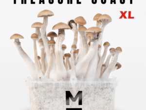 Mondo® Treasure Coast Magic Mushroom Grow Kit