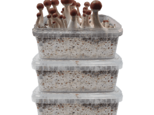 Three Magic Mushroom Grow kits Special Offer