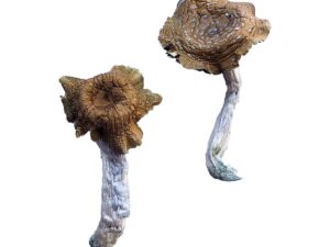Florida White (F+) Mushroom
