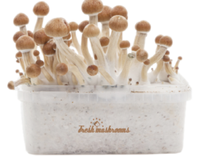 Magic Mushroom Grow Kit Amazon XP - FreshMushrooms