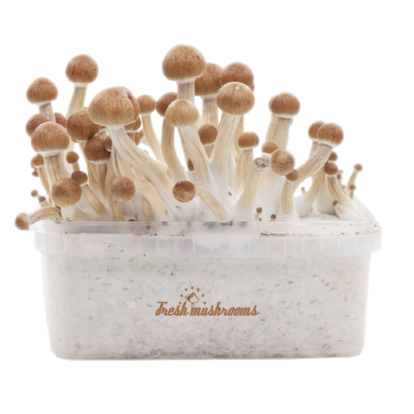 Magic Mushroom Grow Kit Amazon XP - FreshMushrooms