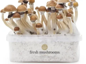 Magic Mushroom Grow Kit B+ XP by FreshMushrooms®