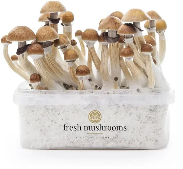 Magic Mushroom Grow Kit B+ XP by FreshMushrooms®