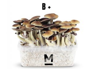 Magic Mushroom Grow Kit B+ by Mondo®