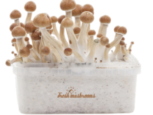 Magic Mushroom Grow Kit Colombia XP - FreshMushrooms®