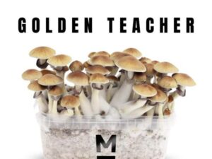 Magic Mushroom Grow Kit Golden Teacher - Mondo®