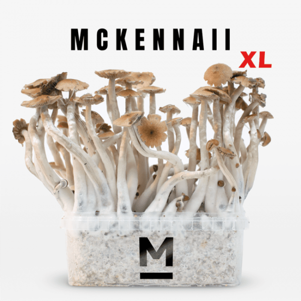 Mondo® Magic Mushroom Grow Kit McKennaii XL