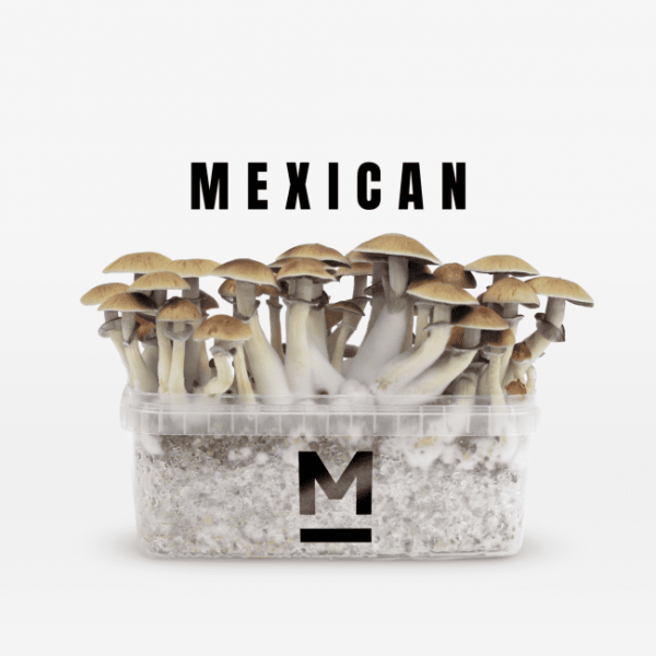 Mondo® Magic Mushroom Grow Kit Mexican