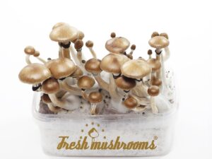 Magic mushroom grow kit Ecuador XP - FreshMushrooms