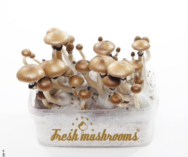 Magic mushroom grow kit Ecuador XP - FreshMushrooms