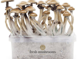 Magic mushroom grow kit Golden Teacher XP - FreshMushrooms®