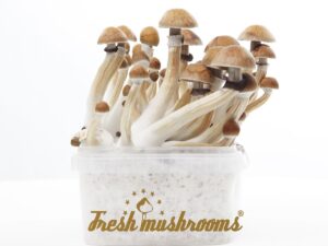 Magic mushroom grow kit McKennaii XP by FreshMushrooms