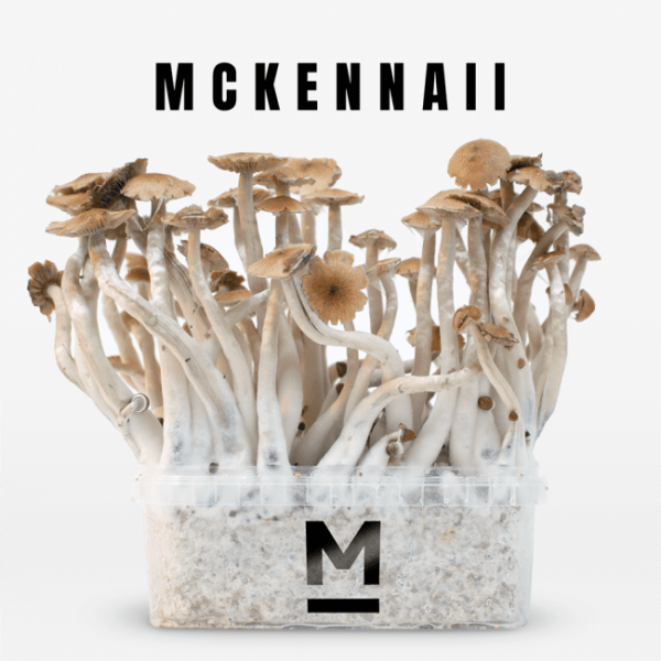 Mondo® Magic Mushroom Grow Kit McKennaii