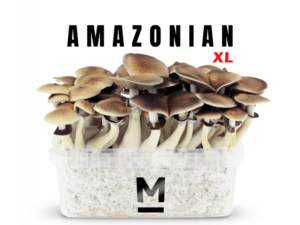 Mondo® Magic Mushroom Grow Kit PES Amazonian XL