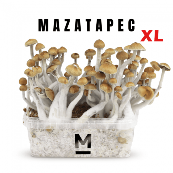 Mondo® Mazatapec XL Magic Mushroom Grow Kit