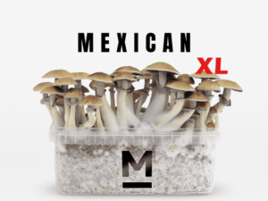 Mondo® Mexican XL Magic Mushroom Grow Kit