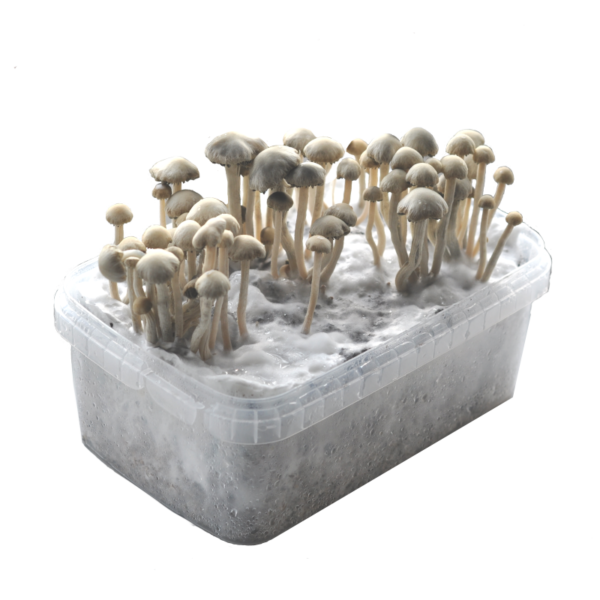 Psilocybe Azurescens magic mushroom kit | Outdoor Cultivation