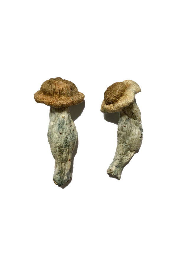 Shepherds Penis Envy Magic Mushrooms