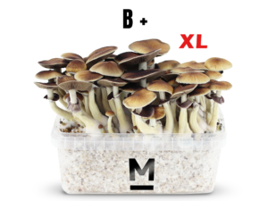 Magic Mushroom B+ XL Mondo®