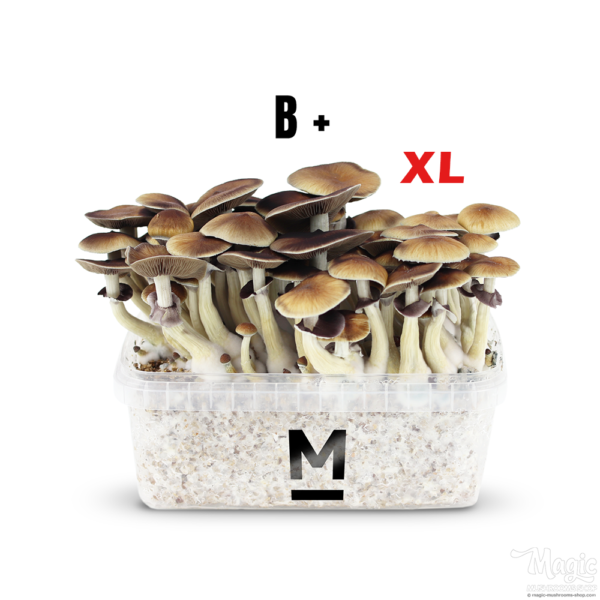 Magic Mushroom B+ XL Mondo®